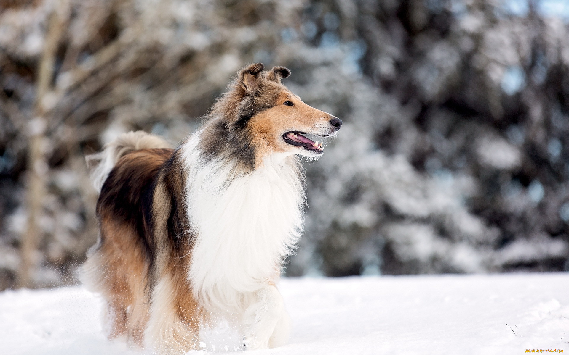 , , snow, rough, collie, park, lake, dog